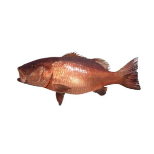 Pescado de Mar Cubera 16lb