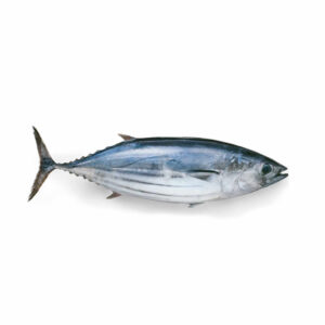 Pescado de mar Bonito 10lb