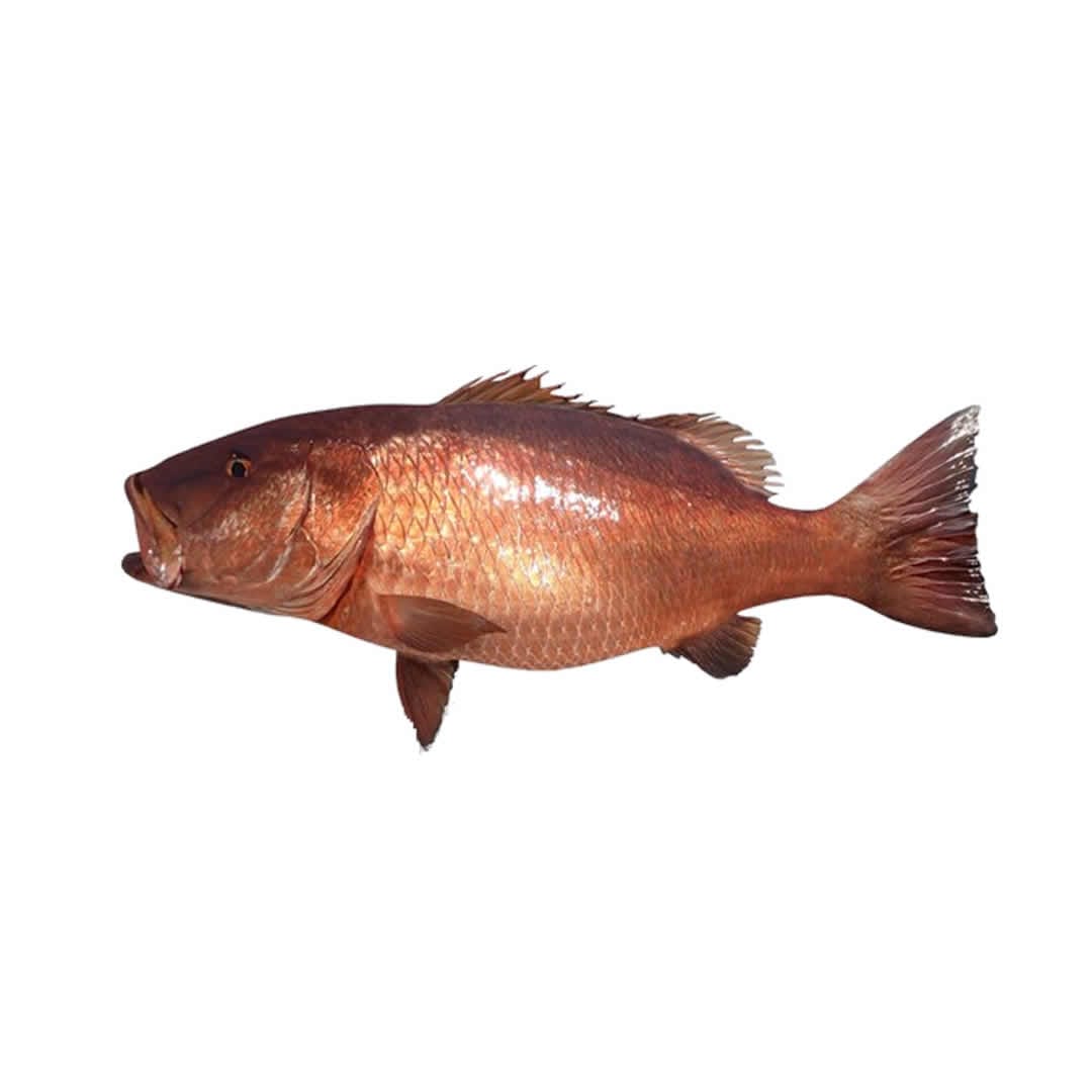 Pescado de Mar Cubera 10lb fresco y jugoso