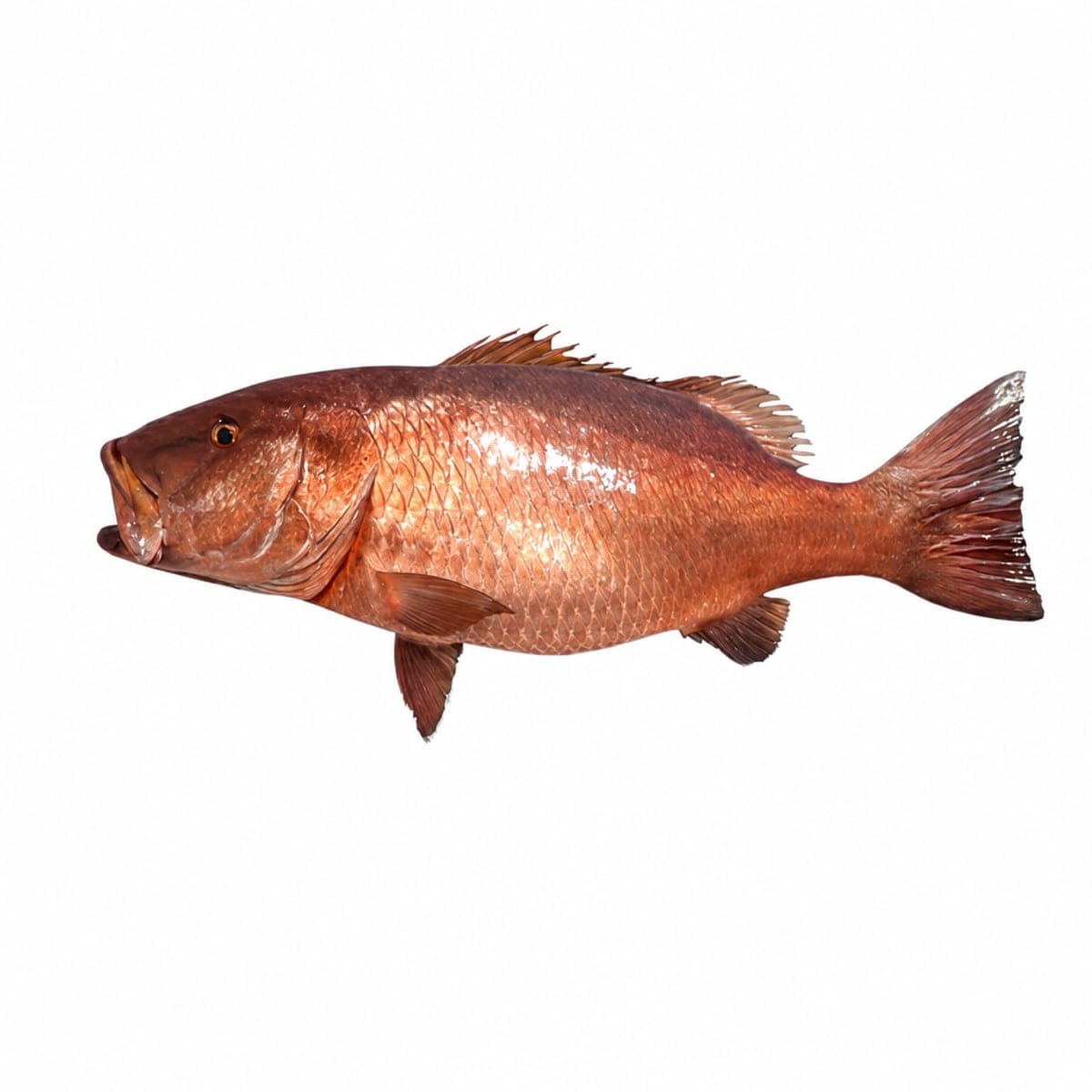 Pescado de Mar Cubera 19lb, carne firme y suave para diversas recetas