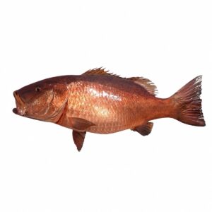 Pescado de Mar Cubera 23lb