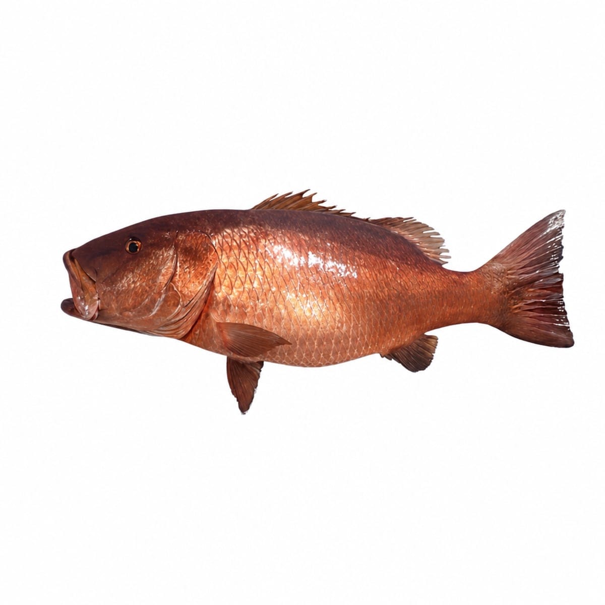 Pescado de Mar Cubera 26lb, ideal para preparar platillos deliciosos